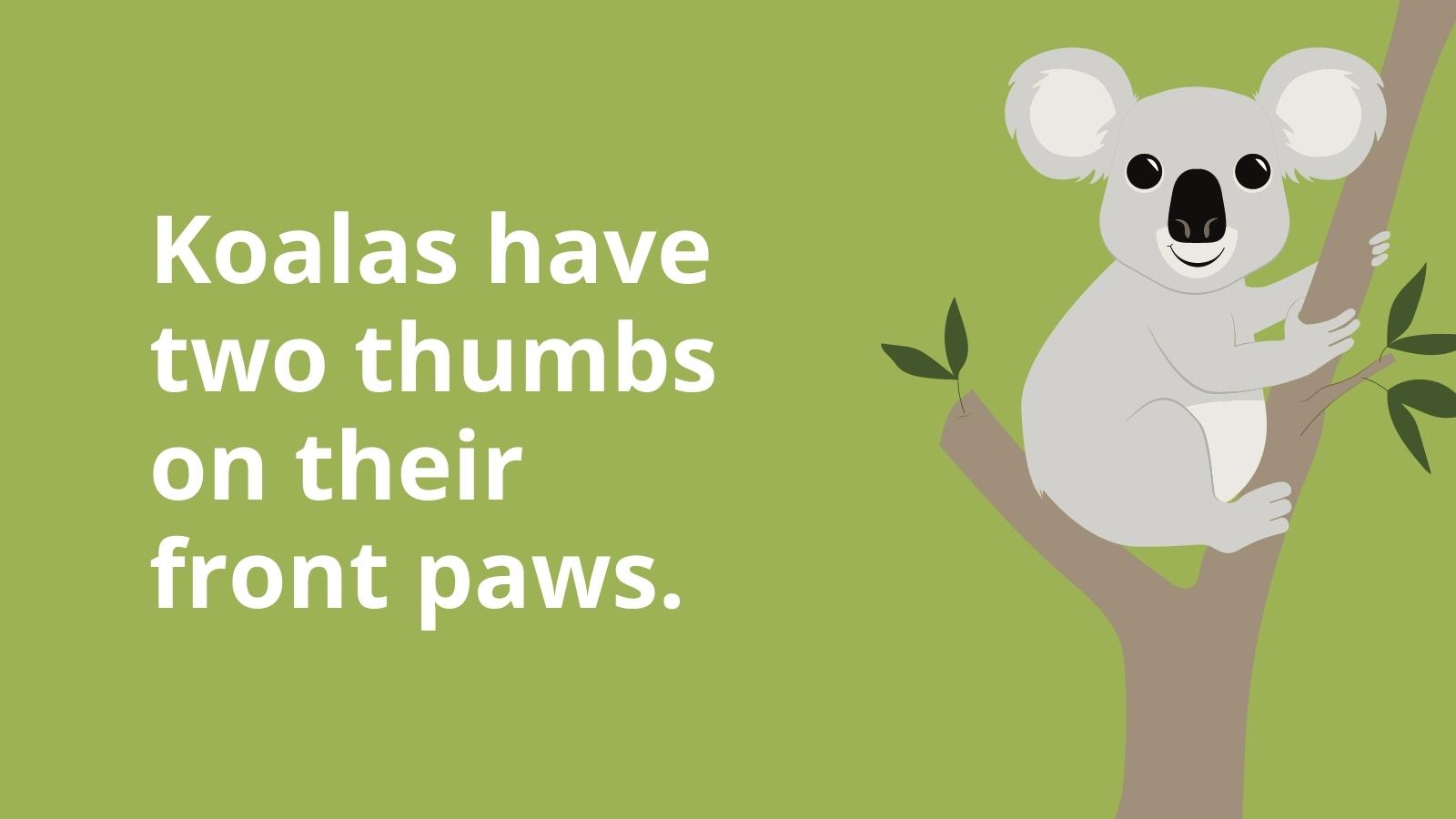  Koala Fakta pro děti, která se hodí do třídy i domů!